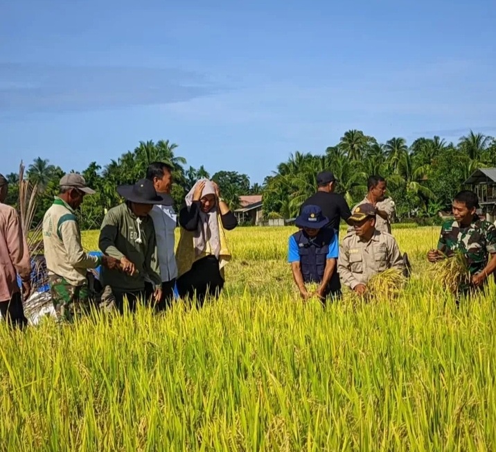 Masyarakat sedang Panen mengecek tanaman padi yang sudah siap panen