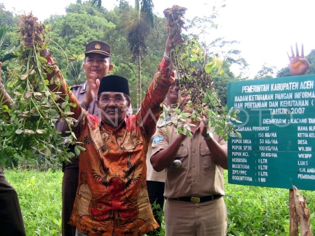 Salah satu masyarakat sedang panen kacang dan mengumpulkan hasil panen 